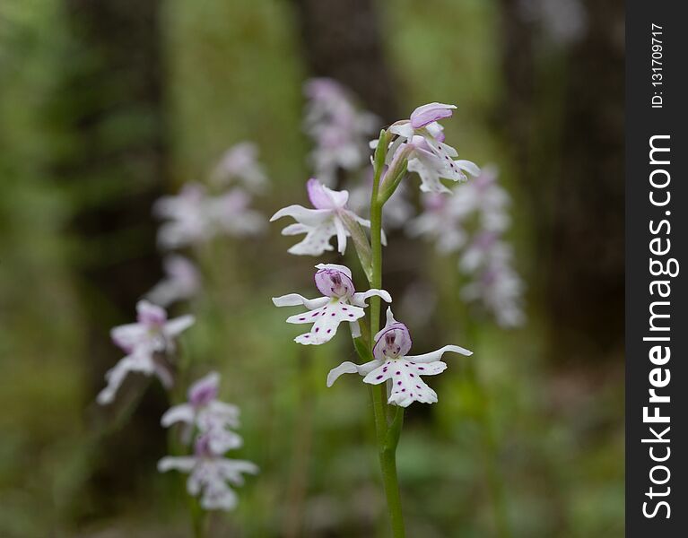 White and purple Small Round-leaved Orchid set in a boreal spruce forest bog. White and purple Small Round-leaved Orchid set in a boreal spruce forest bog