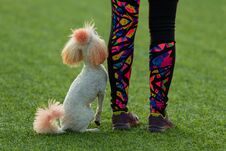 Poodle Next To The Mistress On The Background Of Green Grass. Summer Day. Nature Light Stock Images