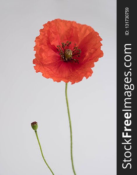 Beautiful red poppy on white background