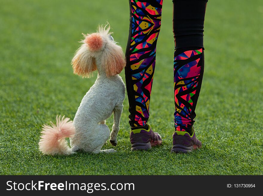 The dog performs at agility competition. Poodle next to the mistress on the background of green grass. Summer day. Nature light