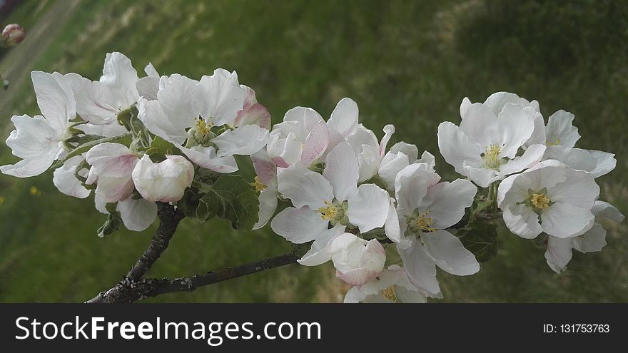 Blossom, Flower, Spring, Branch