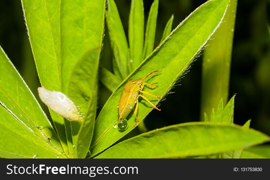 Leaf, Insect, Grasshopper, Close Up