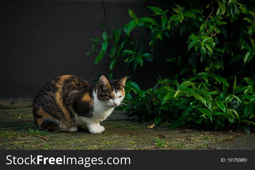 Cat, Fauna, Small To Medium Sized Cats, Whiskers