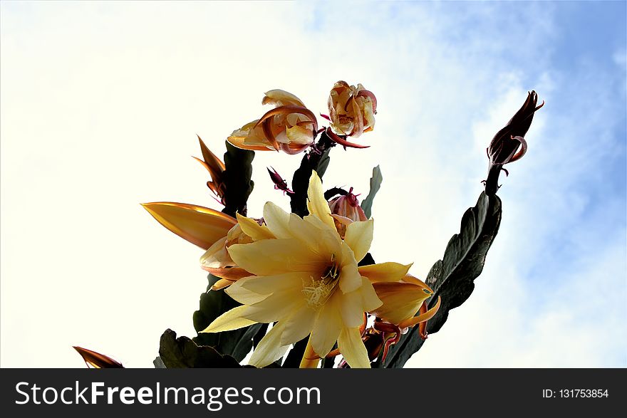 Flower, Plant, Yellow, Flora