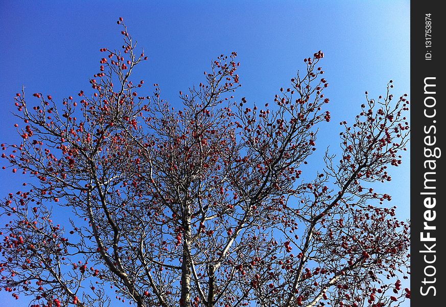 Sky, Branch, Tree, Woody Plant