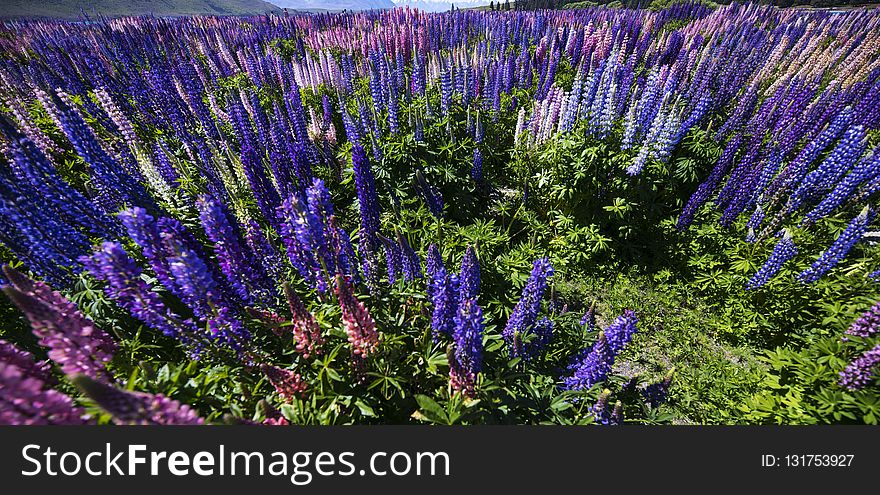 Plant, Flower, Ecosystem, Flora