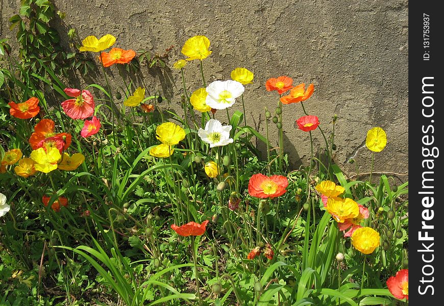 Flower, Wildflower, Plant, Eschscholzia Californica