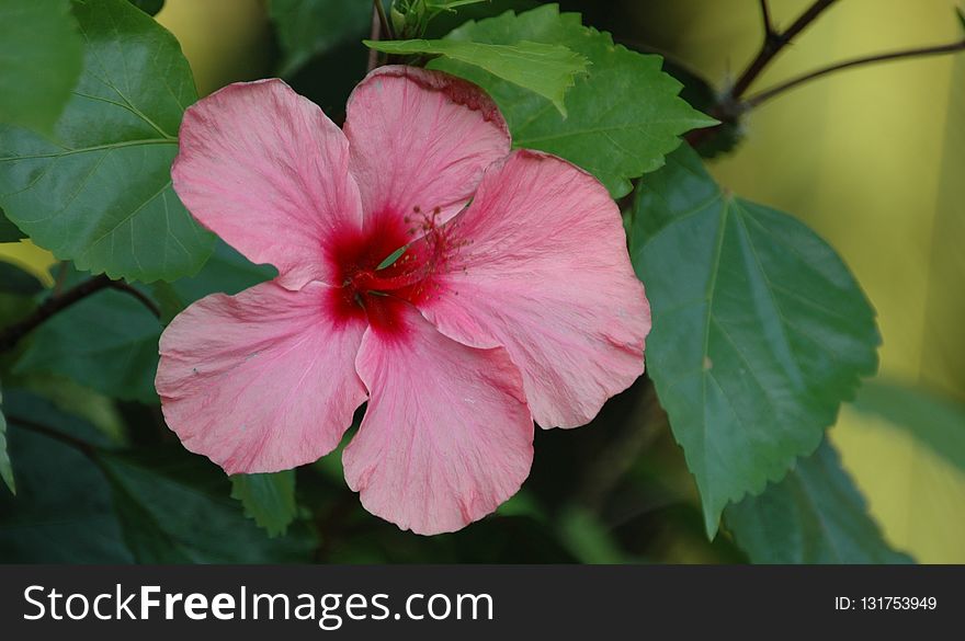 Flower, Plant, Pink, Flowering Plant