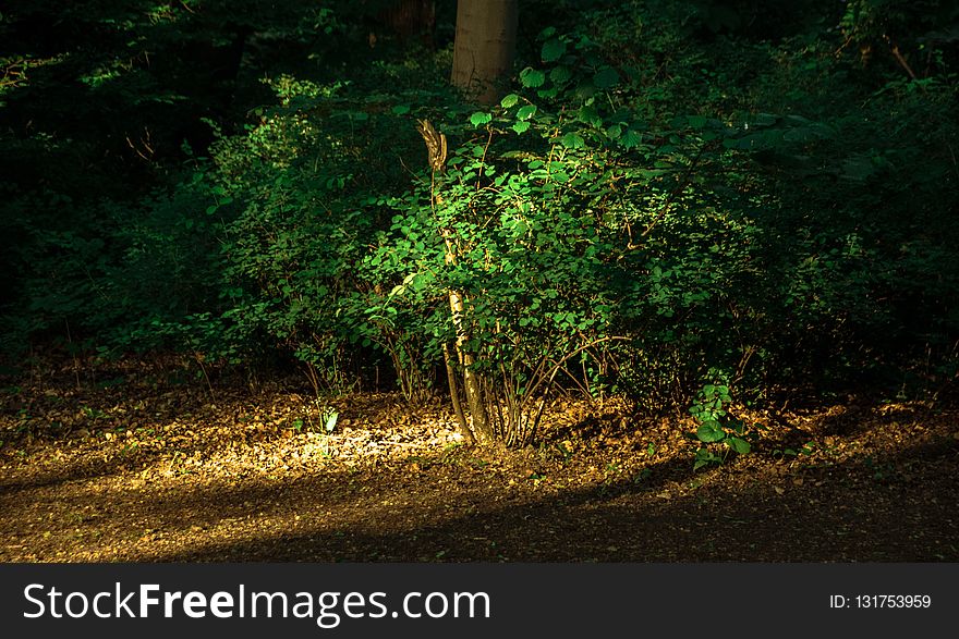 Nature, Green, Vegetation, Woodland