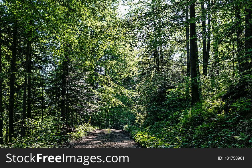 Vegetation, Ecosystem, Nature, Forest