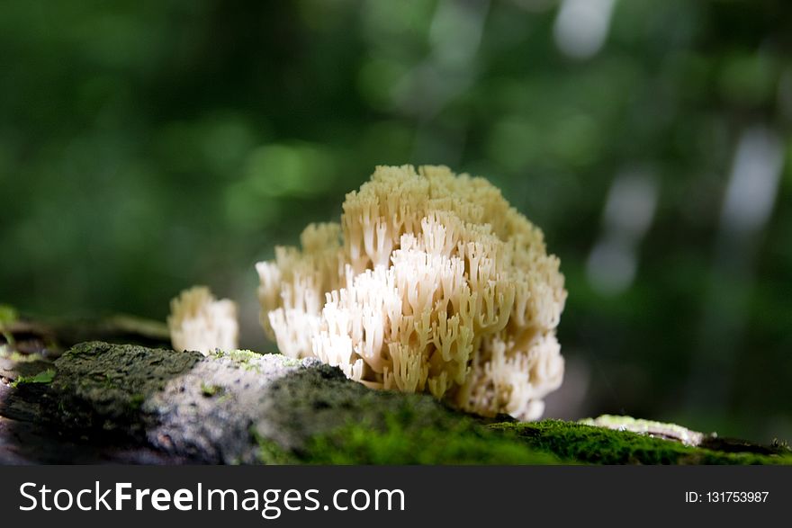 Fungus, Vegetation, Medicinal Mushroom, Mushroom