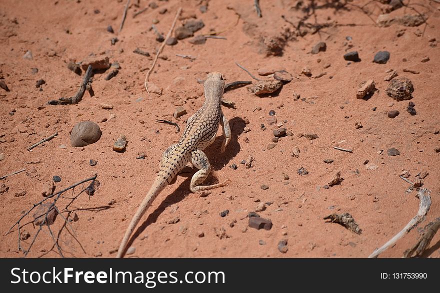 Fauna, Reptile, Lizard, Scaled Reptile