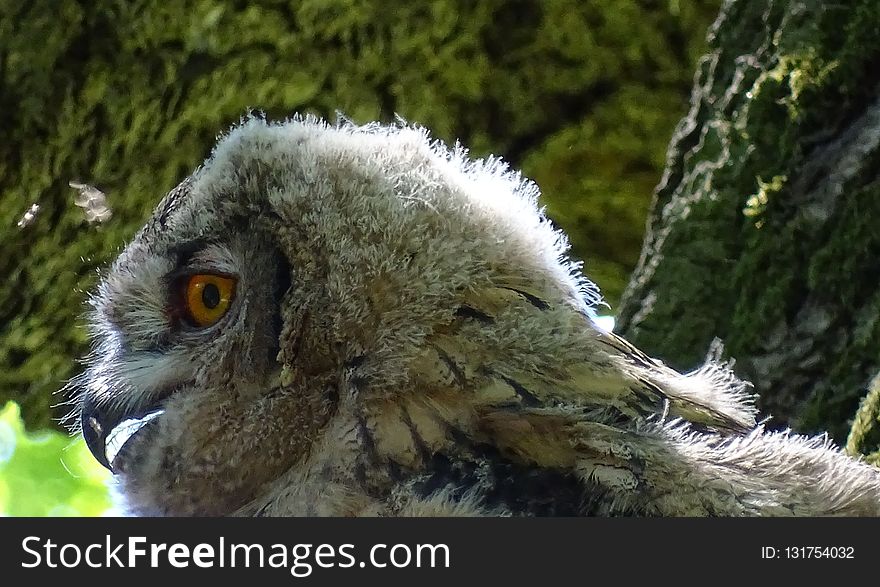 Beak, Owl, Bird Of Prey, Fauna