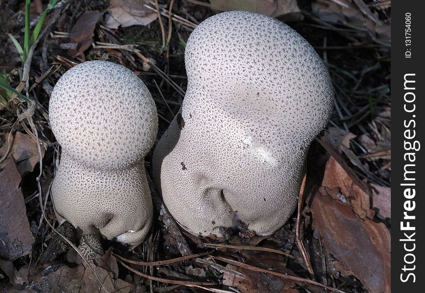 Mushroom, Fungus, Agaricaceae, Oyster Mushroom