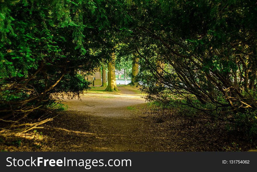 Nature, Vegetation, Nature Reserve, Path