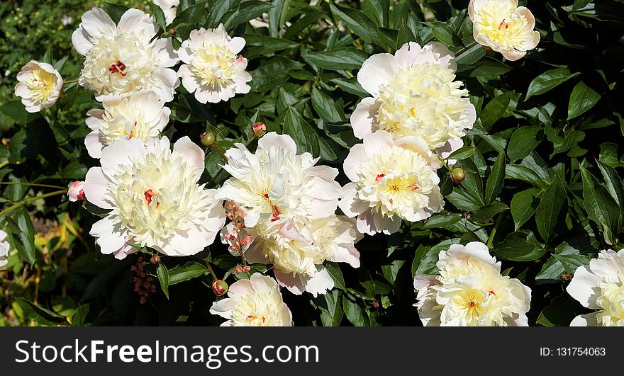 Flower, Plant, Flowering Plant, Rose Family