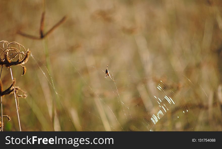 Grass, Flora, Wildlife, Close Up