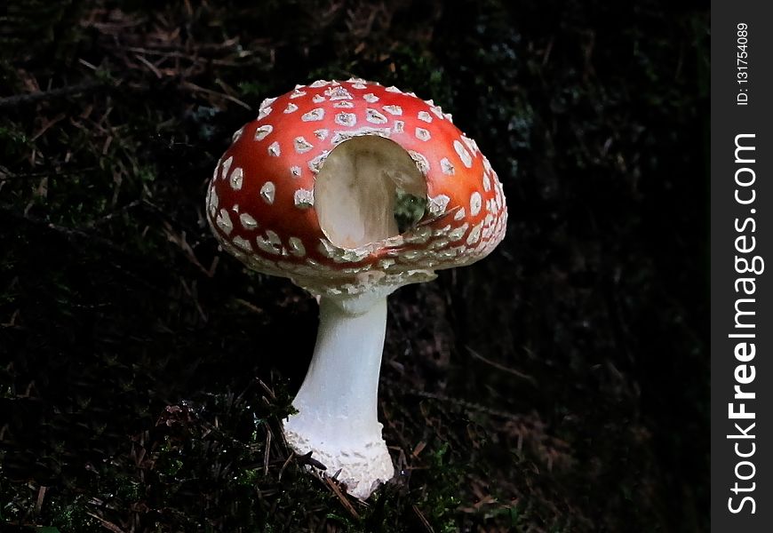 Mushroom, Fungus, Agaric, Edible Mushroom