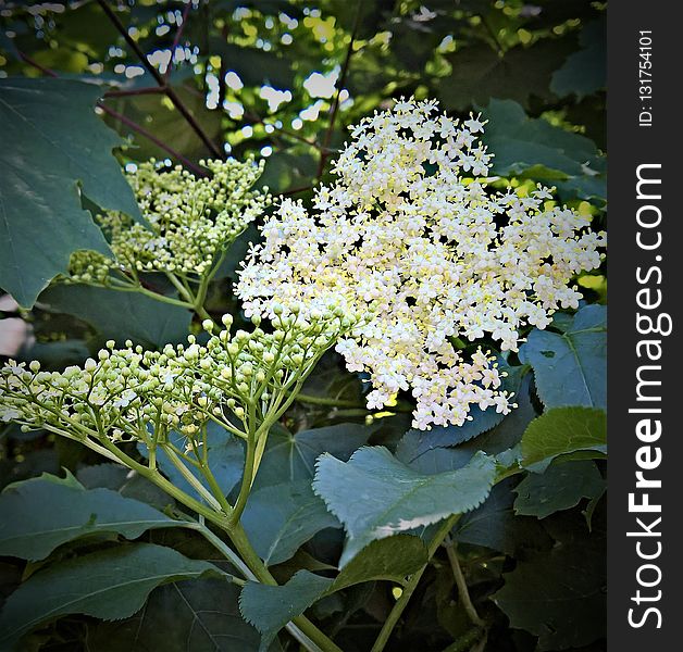 Plant, Nannyberry, Flora, Viburnum