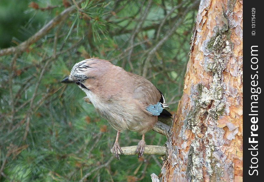 Bird, Fauna, Beak, Sparrow