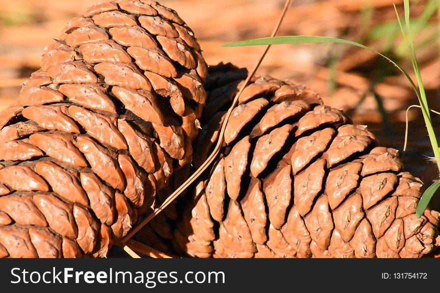 Material, Conifer Cone, Tree, Pine Nut
