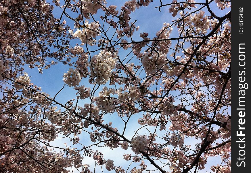 Blossom, Branch, Sky, Tree