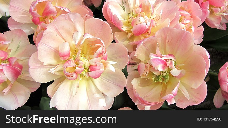 Flower, Pink, Flowering Plant, Plant