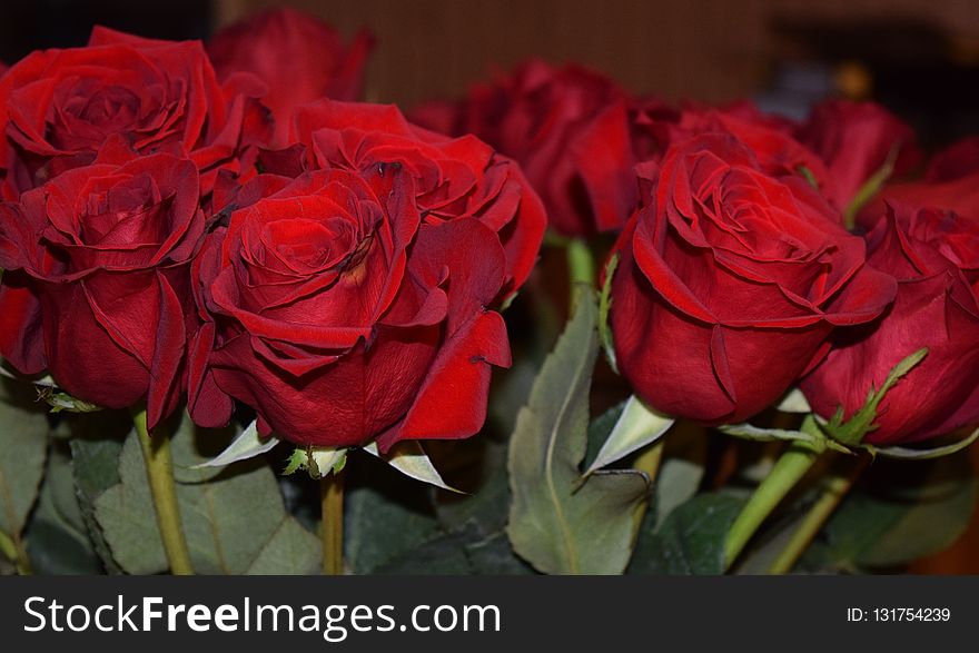 Rose, Flower, Garden Roses, Rose Family