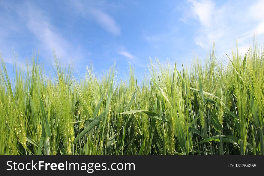 Crop, Field, Grass, Grass Family