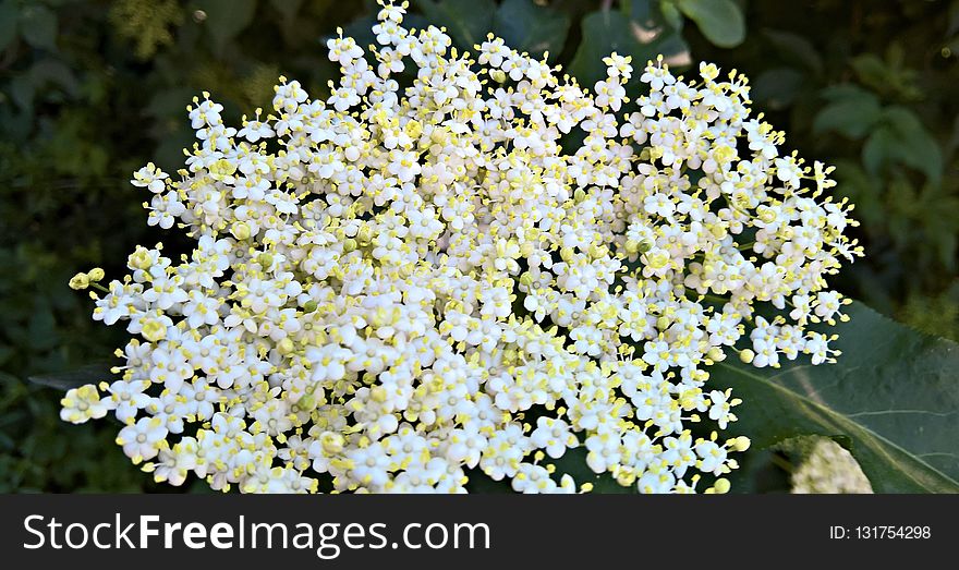 Plant, Flower, Nannyberry, Flowering Plant