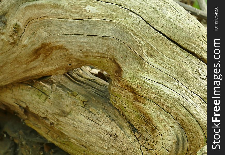 Wood, Trunk, Tree, Rock