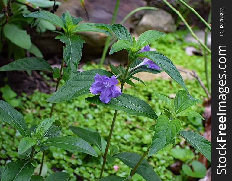 Plant, Flora, Herb, Flower