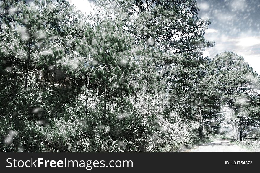 Tree, Nature, Vegetation, Winter