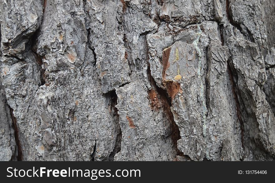 Tree, Trunk, Wood, Rock