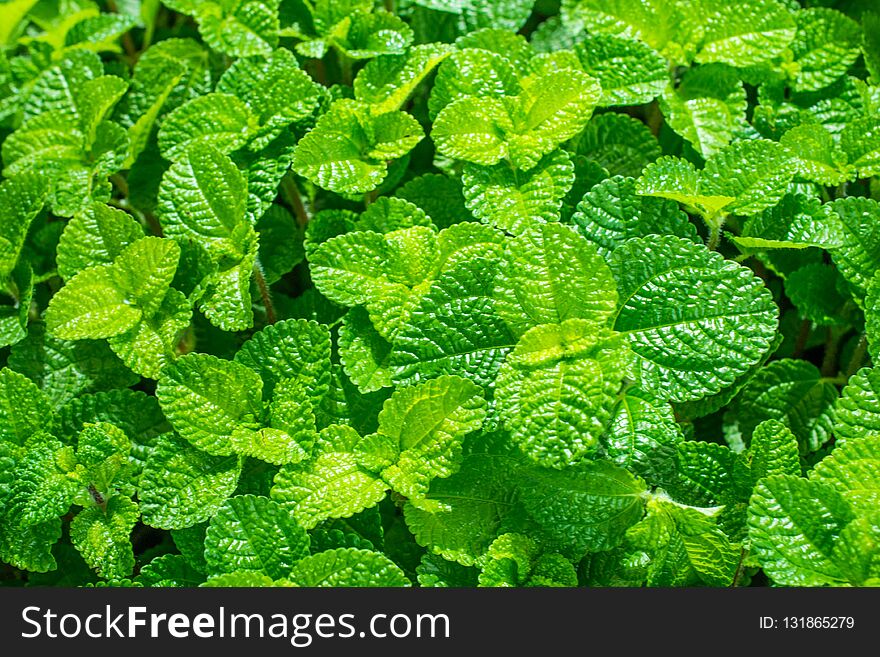 Green leaves natural background , abstract background