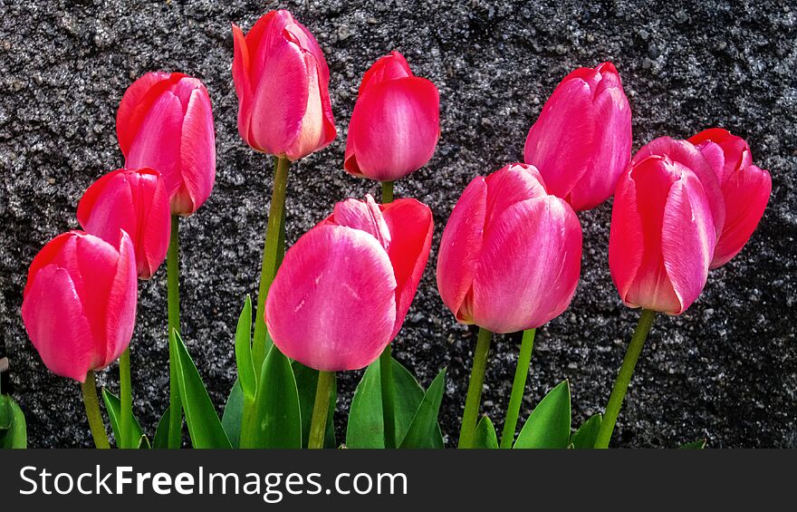 Image of a bunch of beautiful pink tulips in black background of a wall. Image of a bunch of beautiful pink tulips in black background of a wall.