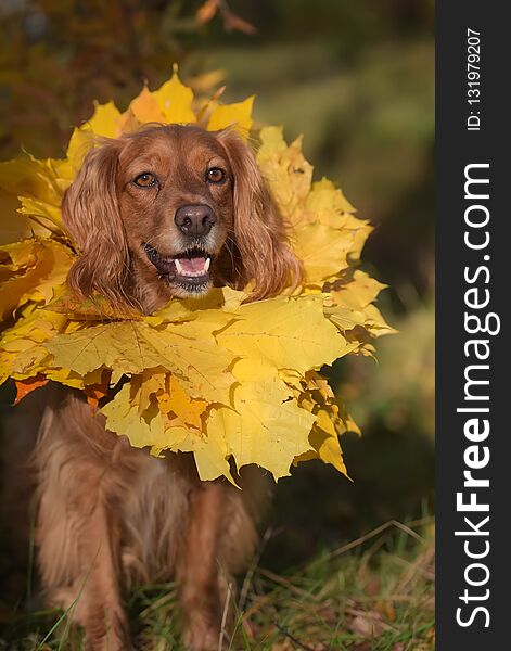 Red english spaniel with a wreath of autumn leaves around his neck