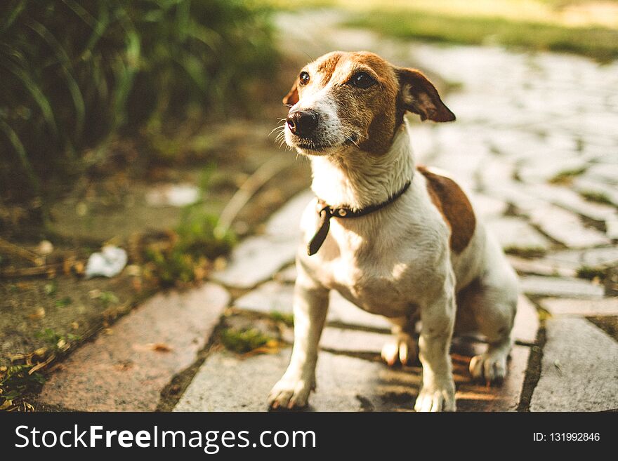 Jack Russell dog sits on a tile track and waits for teams, looks up