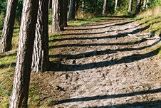 Trunks Shadows Stock Photography Trunks Shadows Stock Photography