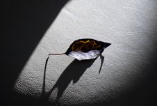 In Shadows Stock Image In Shadows Stock Image