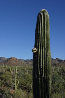 Saguaro Cactus Stock Image Saguaro Cactus Stock Image