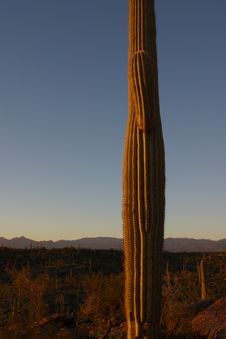 Saguaro Cactus Stock Image Saguaro Cactus Stock Image