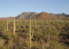 Saguaro Cactus Royalty Free Stock Images Saguaro Cactus Royalty Free Stock Images