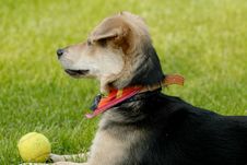 Dog With Tennis-ball Royalty Free Stock Images Dog With Tennis-ball Royalty Free Stock Images