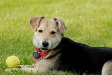 Dog With Tennis-ball Royalty Free Stock Image Dog With Tennis-ball Royalty Free Stock Image