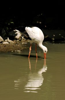 Heron Royalty Free Stock Photo