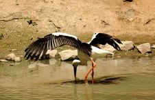 Heron Stock Images