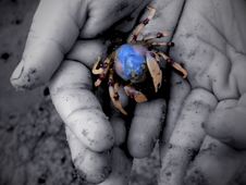 Free Little Hands, Little Crab Royalty Free Stock Photo - 1324955