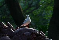 Gull Stock Photography