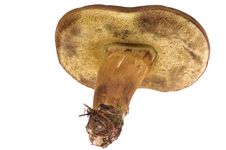 Isolated Mushroom Royalty Free Stock Photography